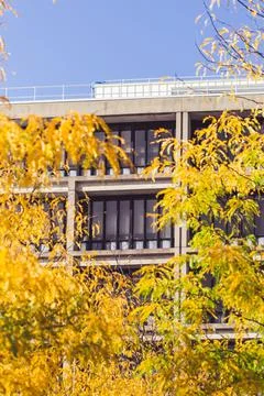 Landscape of autumn trees Stock Photos