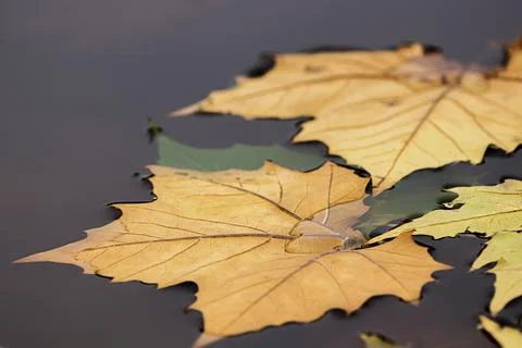 Landscape of autumn trees Stock Photos