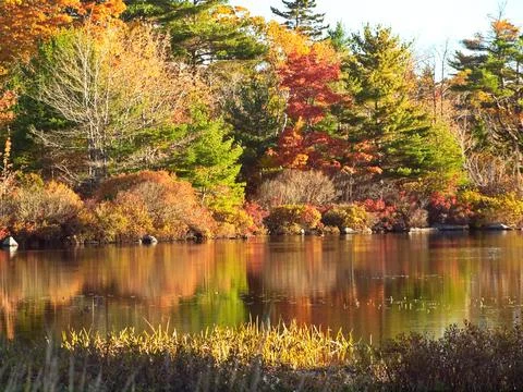Landscape of autumn trees Stock Photos