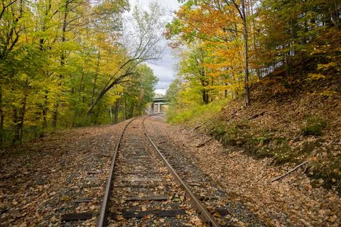 Landscape of autumn trees Stock Photos