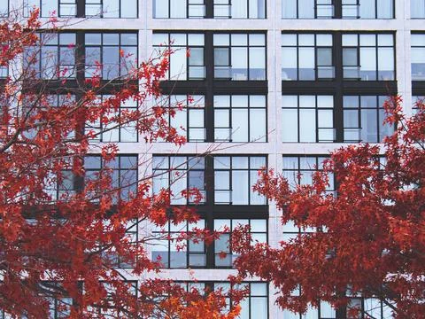 Landscape of autumn trees Stock Photos