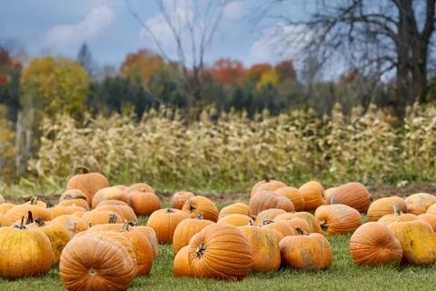 Landscape of autumn trees Stock Photos