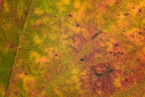 Landscape of autumn trees Stock Photos