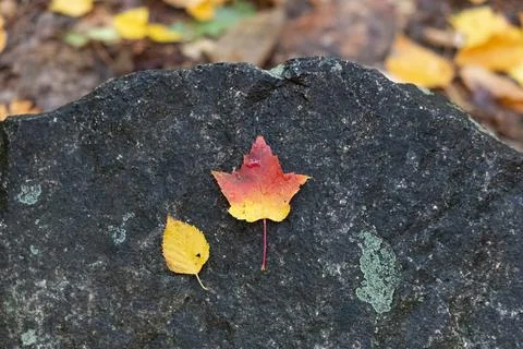 Landscape of autumn trees Stock Photos