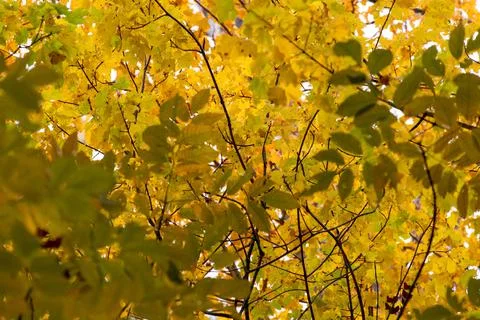 Landscape of autumn trees Stock Photos