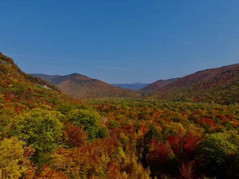Landscape of autumn trees Stock Photos
