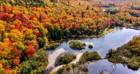 Landscape of autumn trees Stock Photos