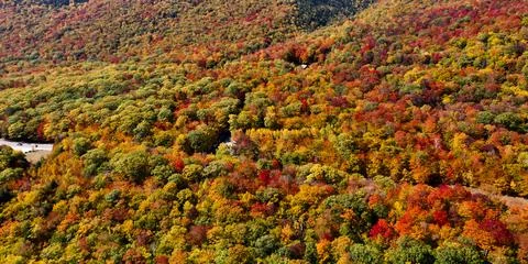 Landscape of autumn trees Stock Photos