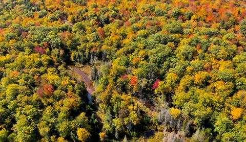 Landscape of autumn trees Stock Photos
