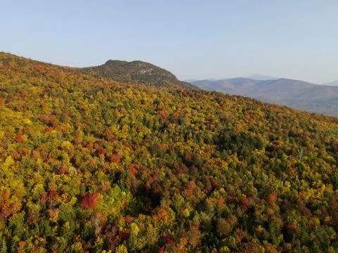 Landscape of autumn trees Stock Photos
