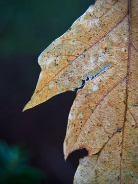 Landscape of autumn trees Stock Photos