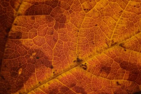 Landscape of autumn trees Stock Photos