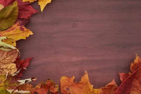 Landscape of autumn trees Stock Photos