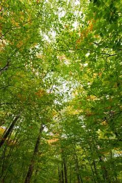 Landscape of autumn trees Stock Photos