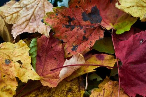 Landscape of autumn trees Stock Photos