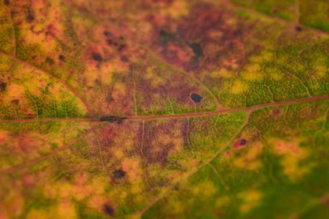 Landscape of autumn trees Stock Photos