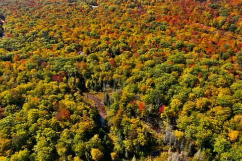 Landscape of autumn trees Stock Photos