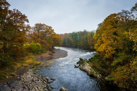 Landscape of autumn trees Stock Photos