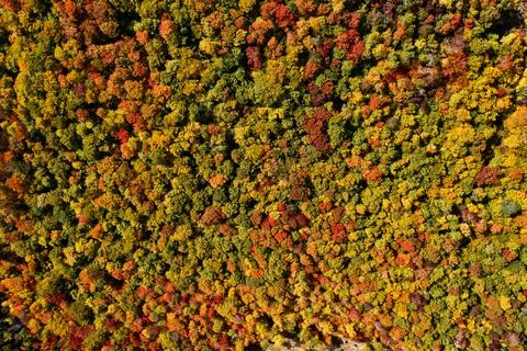 Landscape of autumn trees Stock Photos