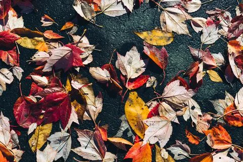 Landscape of autumn trees Stock Photos