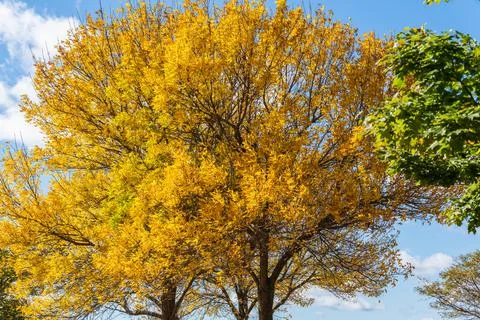Landscape of autumn trees Stock Photos