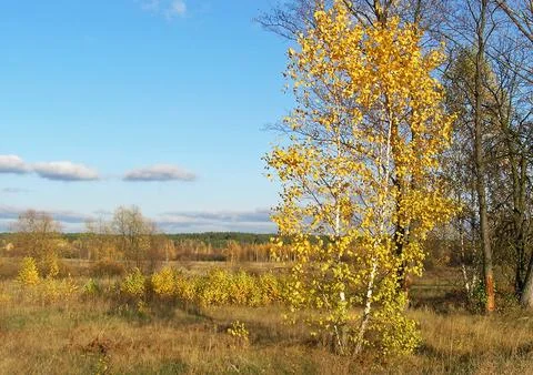 Landscape with autumn trees 库存照片