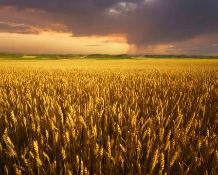 Landscape background of field of wheat at sunset Stock Photos
