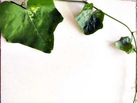 Landscape background of green creeper leaves Stock Photos