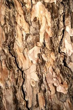 Landscape background texture of a tree Foto stock