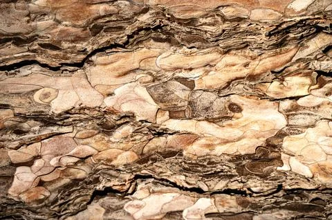 Landscape background texture of a tree Stock Photos