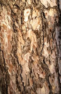 Landscape background texture of a tree Stock Photos