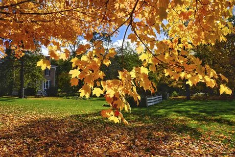 The landscape of the backyard with aut Stock Photos