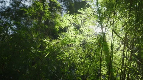 Landscape of bamboo tree under and sunlight in  forest, Thailand Stock Footage 167890024