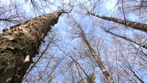 Landscape of beautiful birch forest, bottom-up view Video stock 274901635