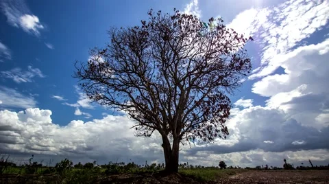 Landscape of a beautiful cloud time lapse over mango tree Stock-Footage 64641352