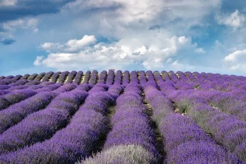 Landscape of beautiful lavender fields under a blue cloudy sky in the countrysid Stock Photos