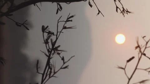 Landscape of beautiful nature sunrise grass Stock Footage 329364853