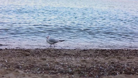 Landscape of a beautiful sea Stock-Footage 314703312