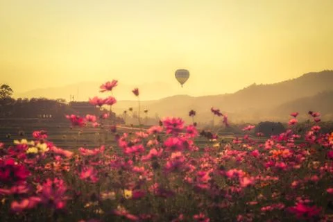 Landscape of  beauty cosmos flowers and the balloons floating in the sky duri Stock Photos