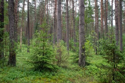 Landscape of Belarus - pine forest Stock Photos