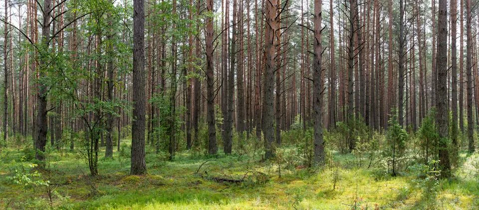 Landscape of Belarus - pine forest Foto stock