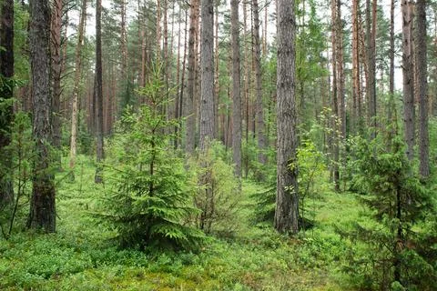 Landscape of Belarus - pine forest Stock Photos