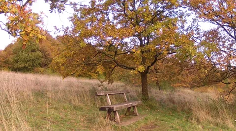 Landscape with bench. Stock Footage 35309600