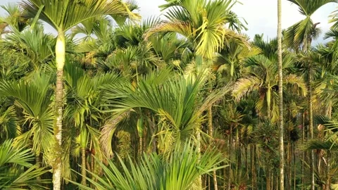 Landscape of betel nut tree under sky Stock Footage 138544487