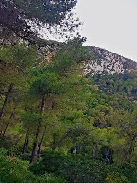 Landscape between evergreen pine forests Foto stock