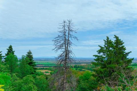 Landscape with big leafless tree, green trees, blue sky and clouds Stock Photos