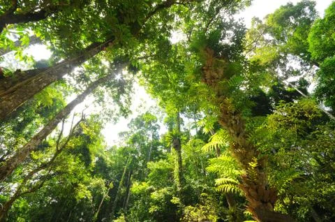 Landscape the big tree Stock Photos