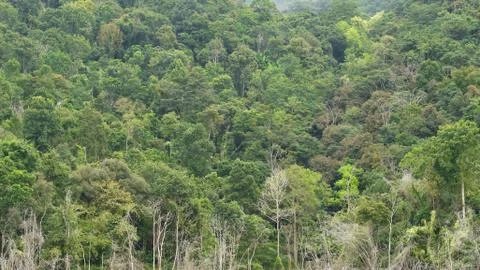 Landscape the big tree Stock Photos