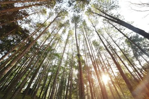 Landscape the big tree Stock Photos