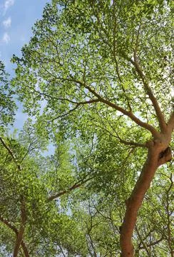 Landscape the big tree Stock Photos